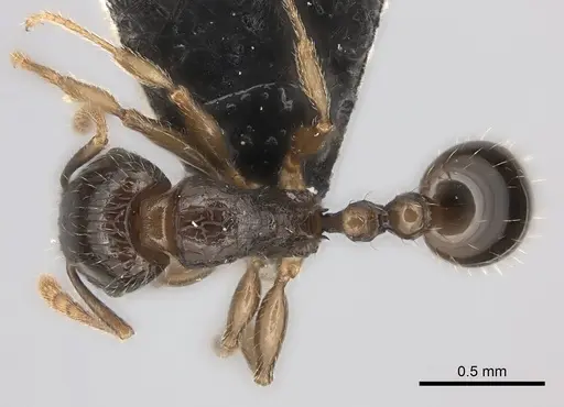 Tetramorium ictidum specimen
