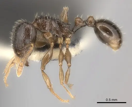 Tetramorium ictidum specimen