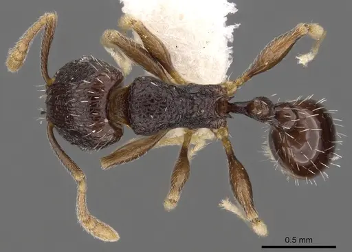 Tetramorium ictidum - CASENT0901209