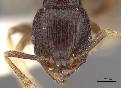 Tetramorium ictidum - CASENT0901209