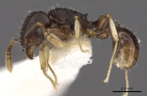 Tetramorium ictidum - CASENT0901209