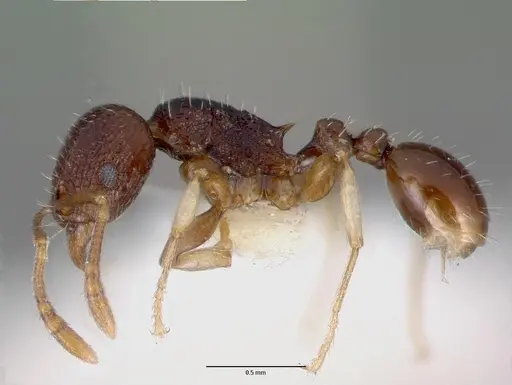 Tetramorium ictidum - CASTYPE13389