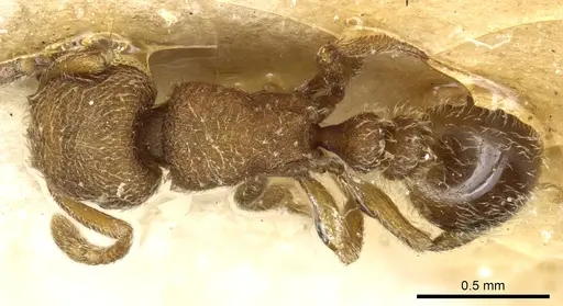Tetramorium imbelle specimen