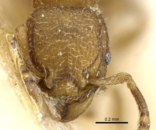 Tetramorium imbelle specimen