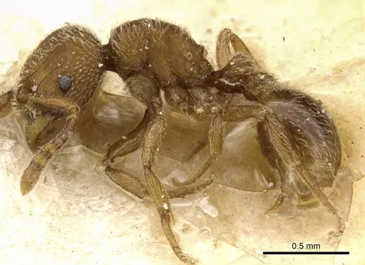 Tetramorium imbelle specimen