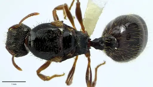 Tetramorium immigrans specimen