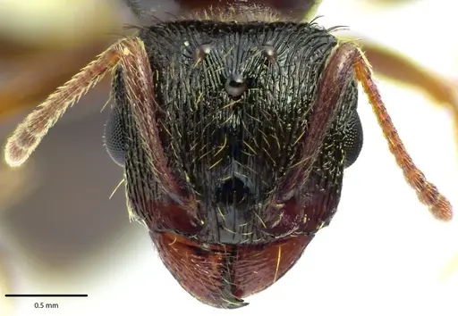 Tetramorium immigrans specimen