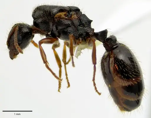 Tetramorium immigrans specimen