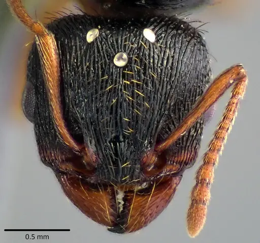 Tetramorium immigrans - ANTWEB1041811