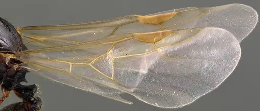 Tetramorium immigrans - ANTWEB1041811