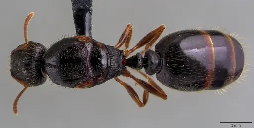 Tetramorium immigrans - ANTWEB1060086