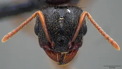 Tetramorium immigrans - ANTWEB1060086