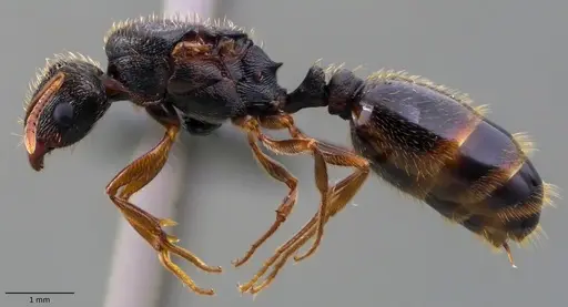 Tetramorium immigrans - ANTWEB1060086