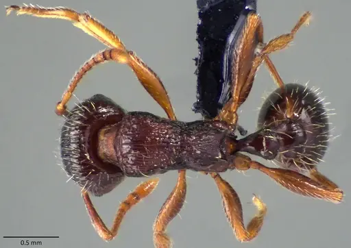 Tetramorium immigrans - ANTWEB1060130