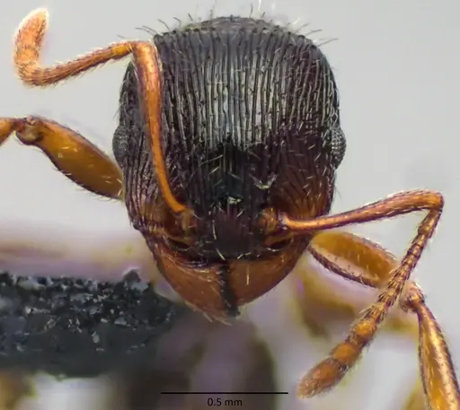 Tetramorium immigrans - ANTWEB1060130