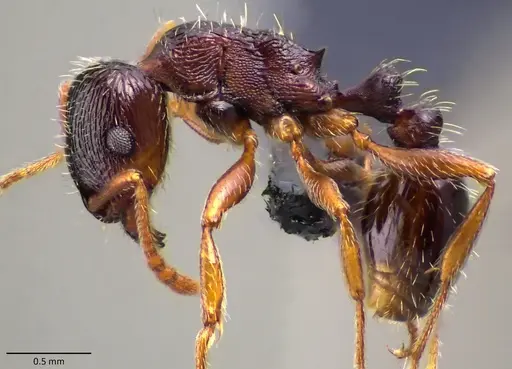 Tetramorium immigrans - ANTWEB1060130