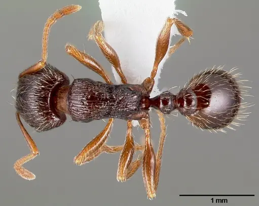 Tetramorium immigrans - CASENT0005827