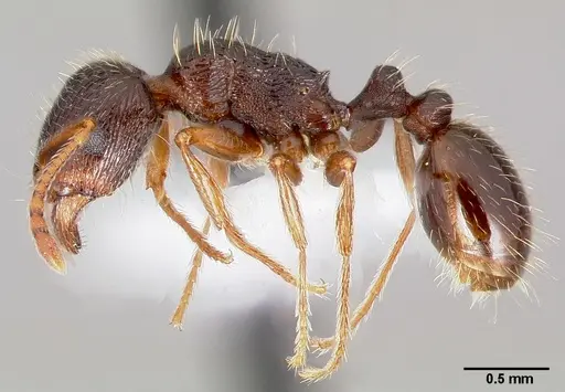 Tetramorium immigrans - CASENT0005827