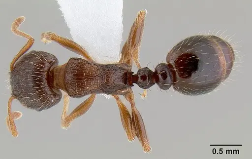 Tetramorium immigrans - CASENT0106026