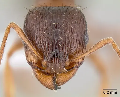Tetramorium immigrans - CASENT0106026