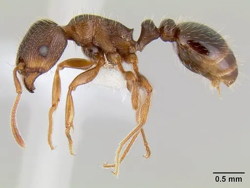 Tetramorium immigrans - CASENT0106026