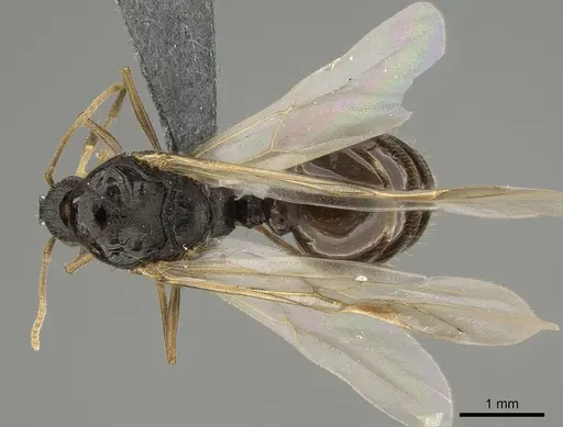 Tetramorium immigrans - CASENT0828907