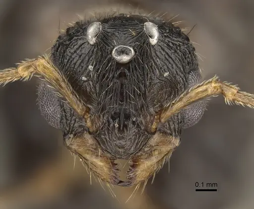 Tetramorium immigrans - CASENT0828907