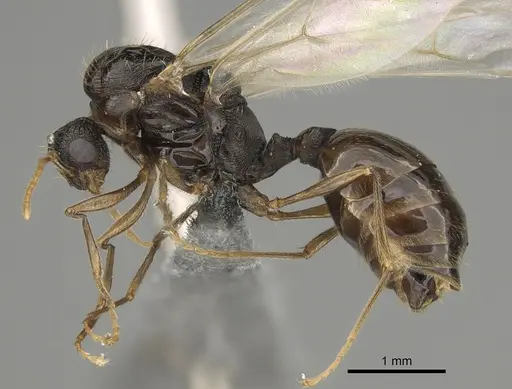 Tetramorium immigrans - CASENT0828907