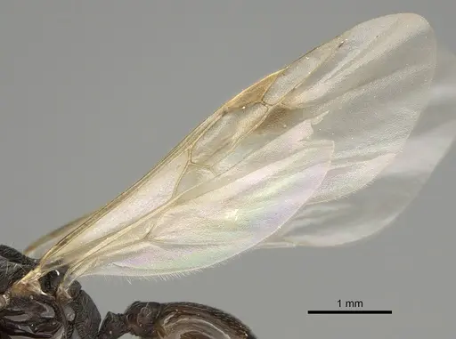 Tetramorium immigrans - CASENT0828907