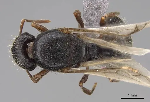 Tetramorium immigrans - CASENT0845171