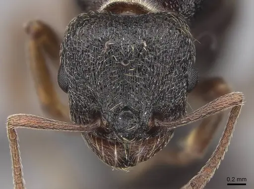 Tetramorium immigrans - CASENT0845171