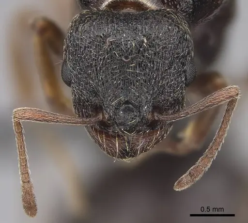 Tetramorium immigrans - CASENT0845171