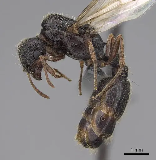 Tetramorium immigrans - CASENT0845171