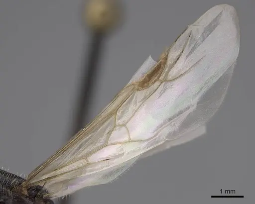 Tetramorium immigrans - CASENT0845171