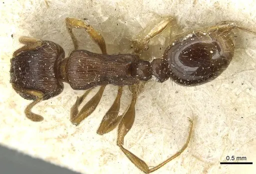 Tetramorium immigrans - CASENT0913997