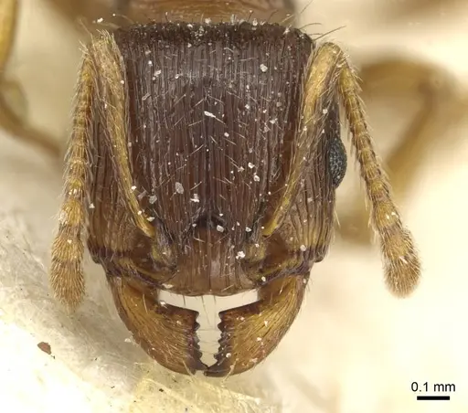 Tetramorium immigrans - CASENT0913997