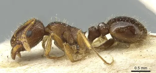 Tetramorium immigrans - CASENT0913997