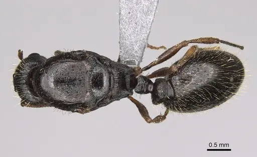 Tetramorium immigrans - CASENT0923237