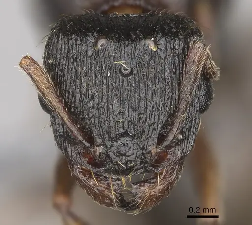 Tetramorium immigrans - CASENT0923237