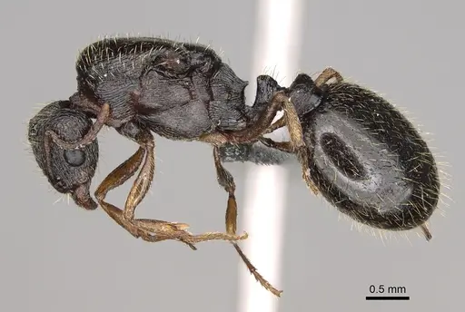 Tetramorium immigrans - CASENT0923237