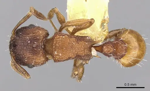 Tetramorium impressum specimen