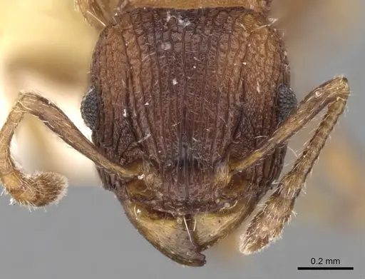 Tetramorium impressum specimen