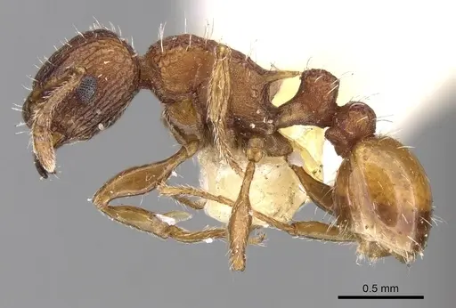 Tetramorium impressum specimen