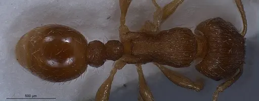 Tetramorium impurum specimen