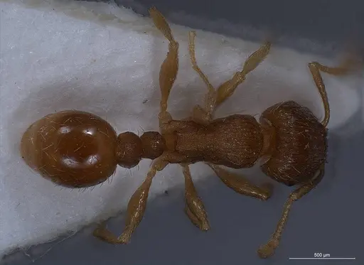 Tetramorium impurum specimen