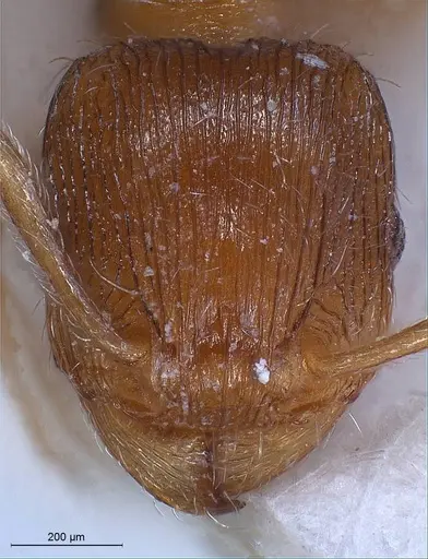 Tetramorium impurum specimen