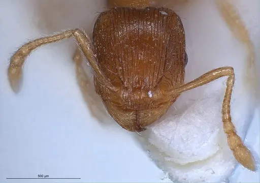 Tetramorium impurum - ANTWEB1008488