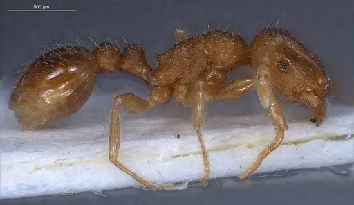Tetramorium impurum - ANTWEB1008488