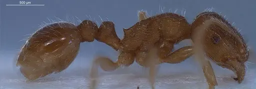 Tetramorium impurum - ANTWEB1008488