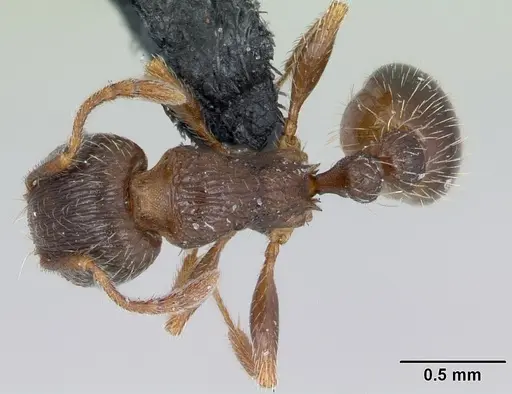Tetramorium impurum - CASENT0173645